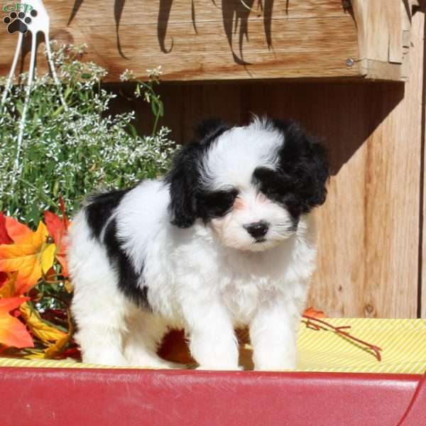 Rocky, Maltipoo Puppy